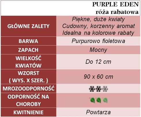 Purple Eden róże rabatowe gł. zal